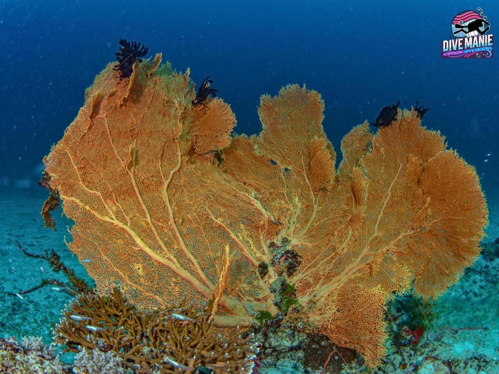 Khaolak Dive Resort Као-Лак Екстер'єр фото